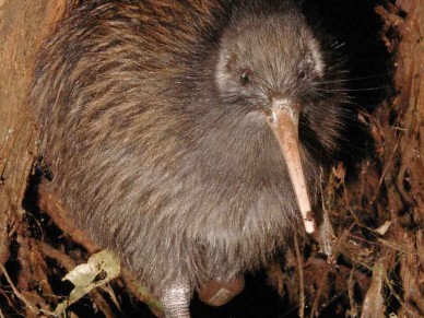 kiwi-at-night