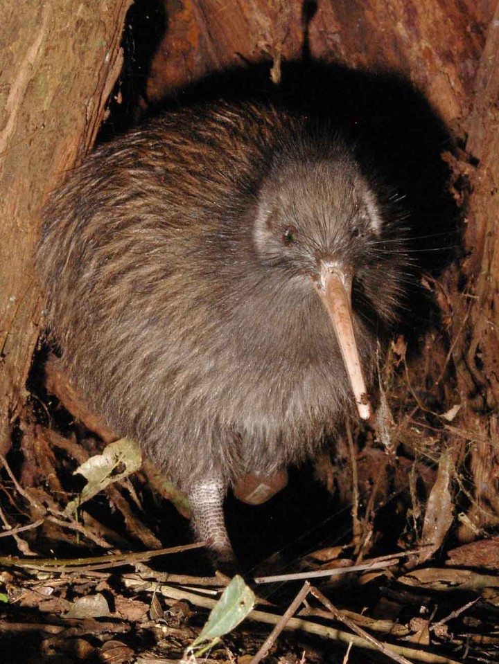 kiwi-at-night