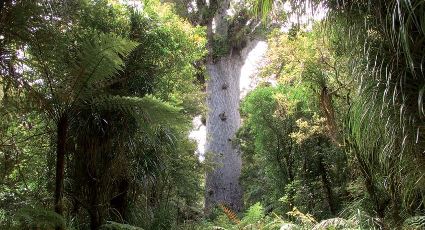 Tane Mahuta Kauri Tree at Waipoua forest